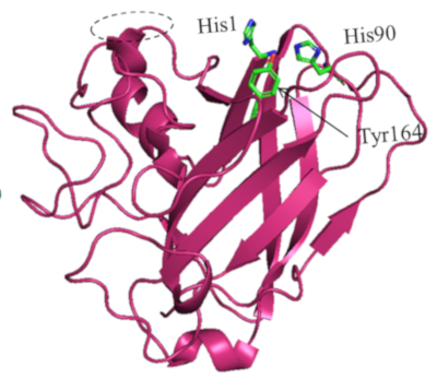 cellulases enzymes