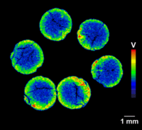 Vanadium image